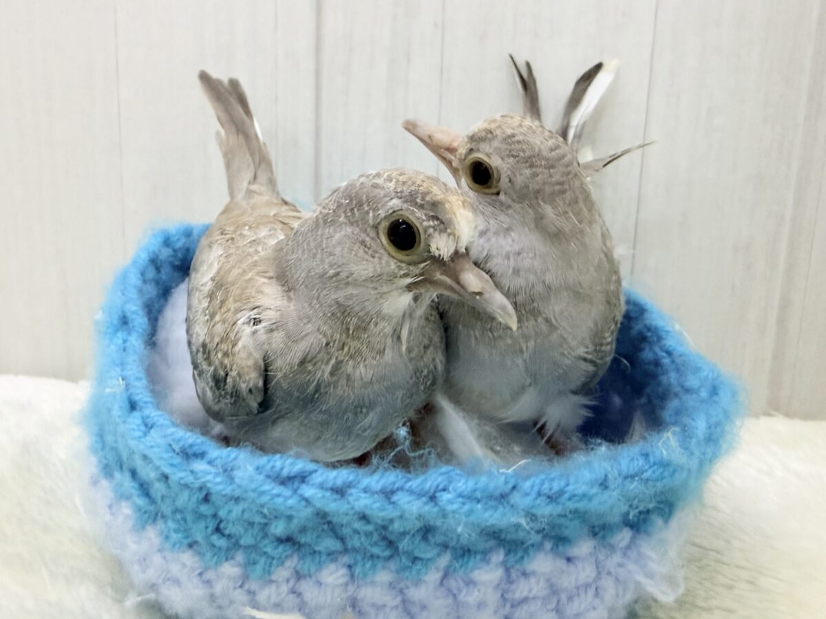 ウスユキバト