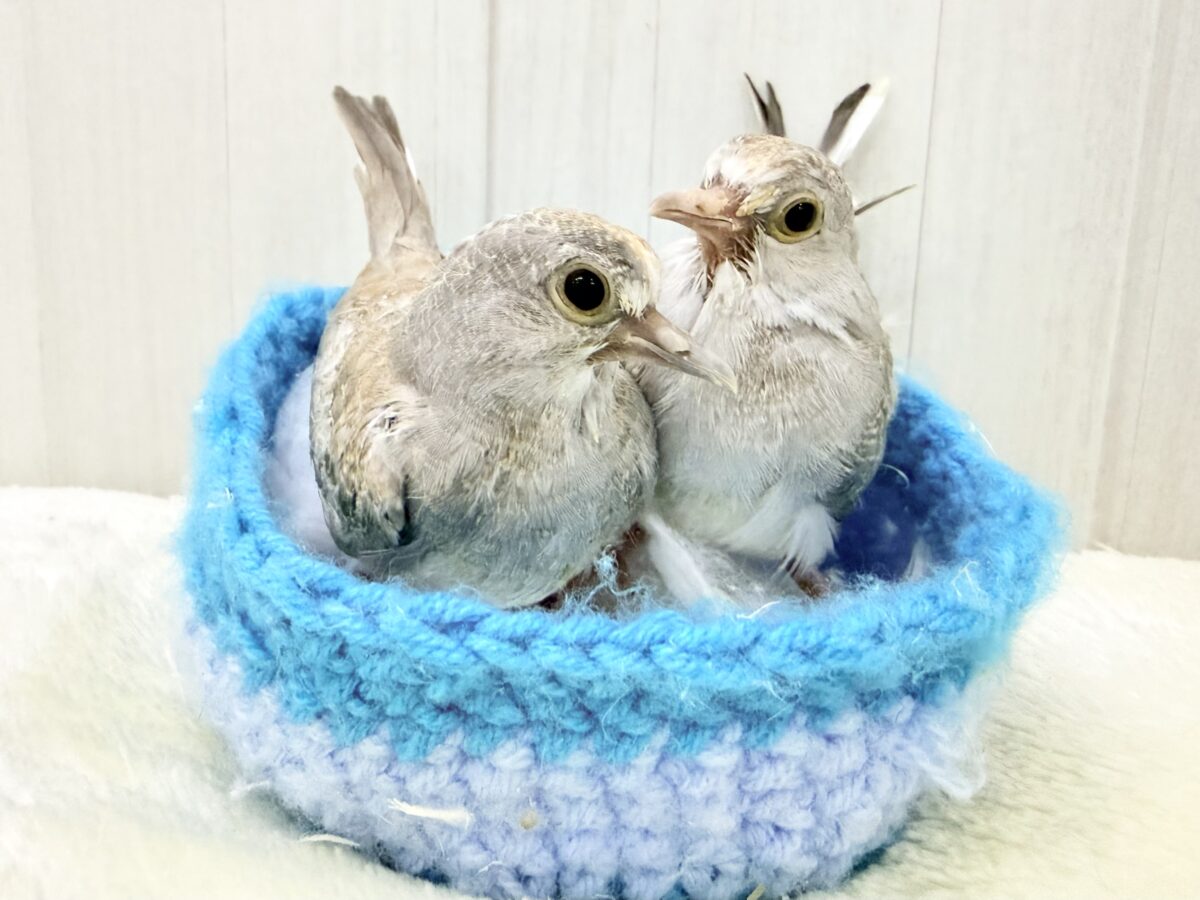 ウスユキバト
