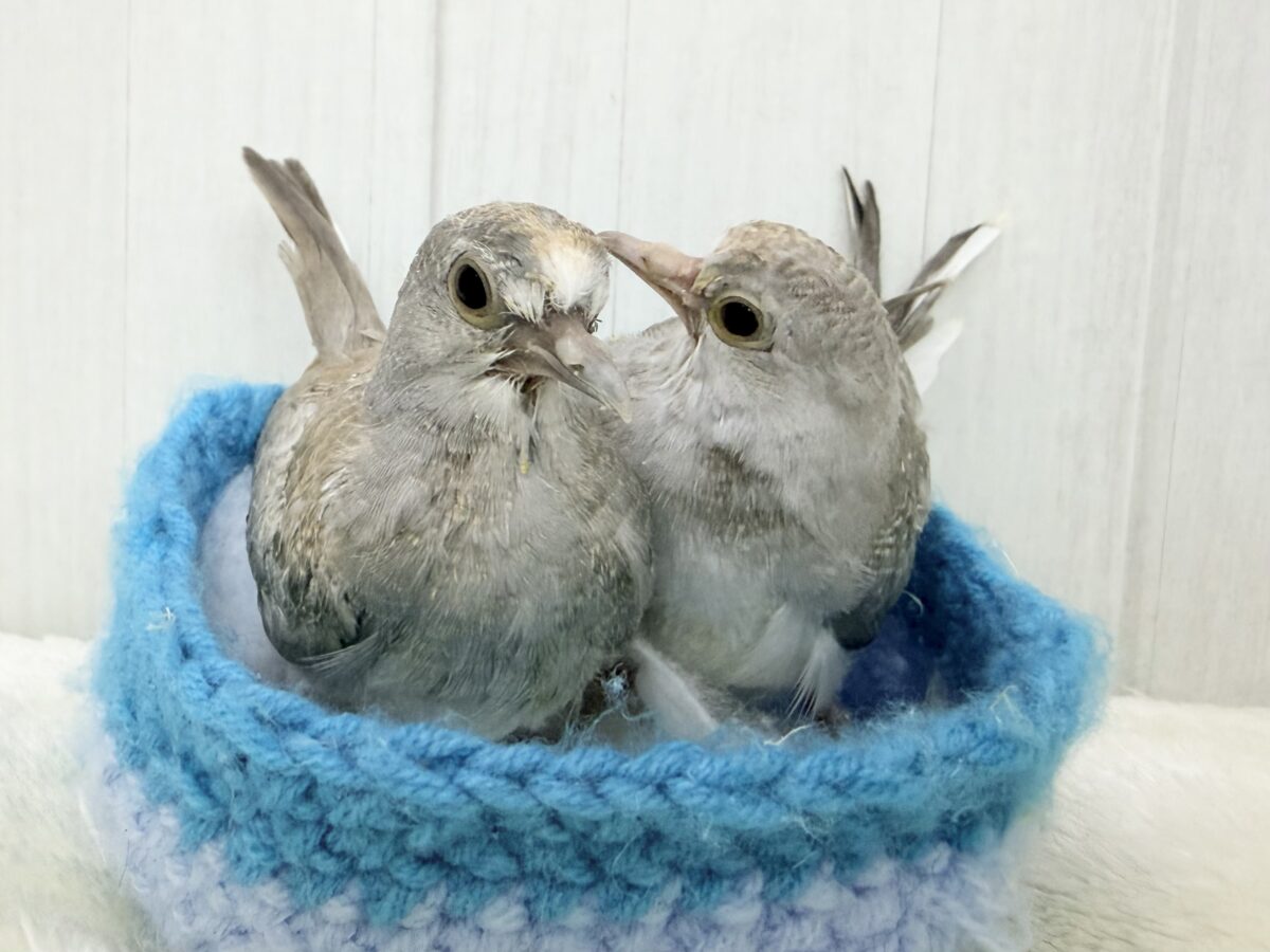 ウスユキバト