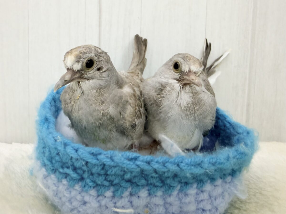 ウスユキバト