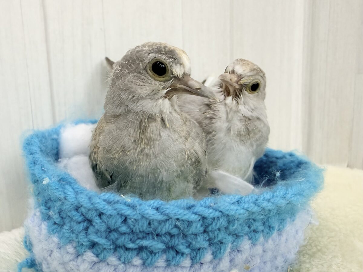 ウスユキバト