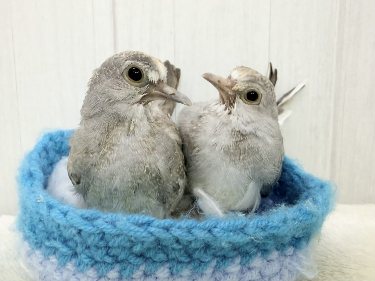 ウスユキバト