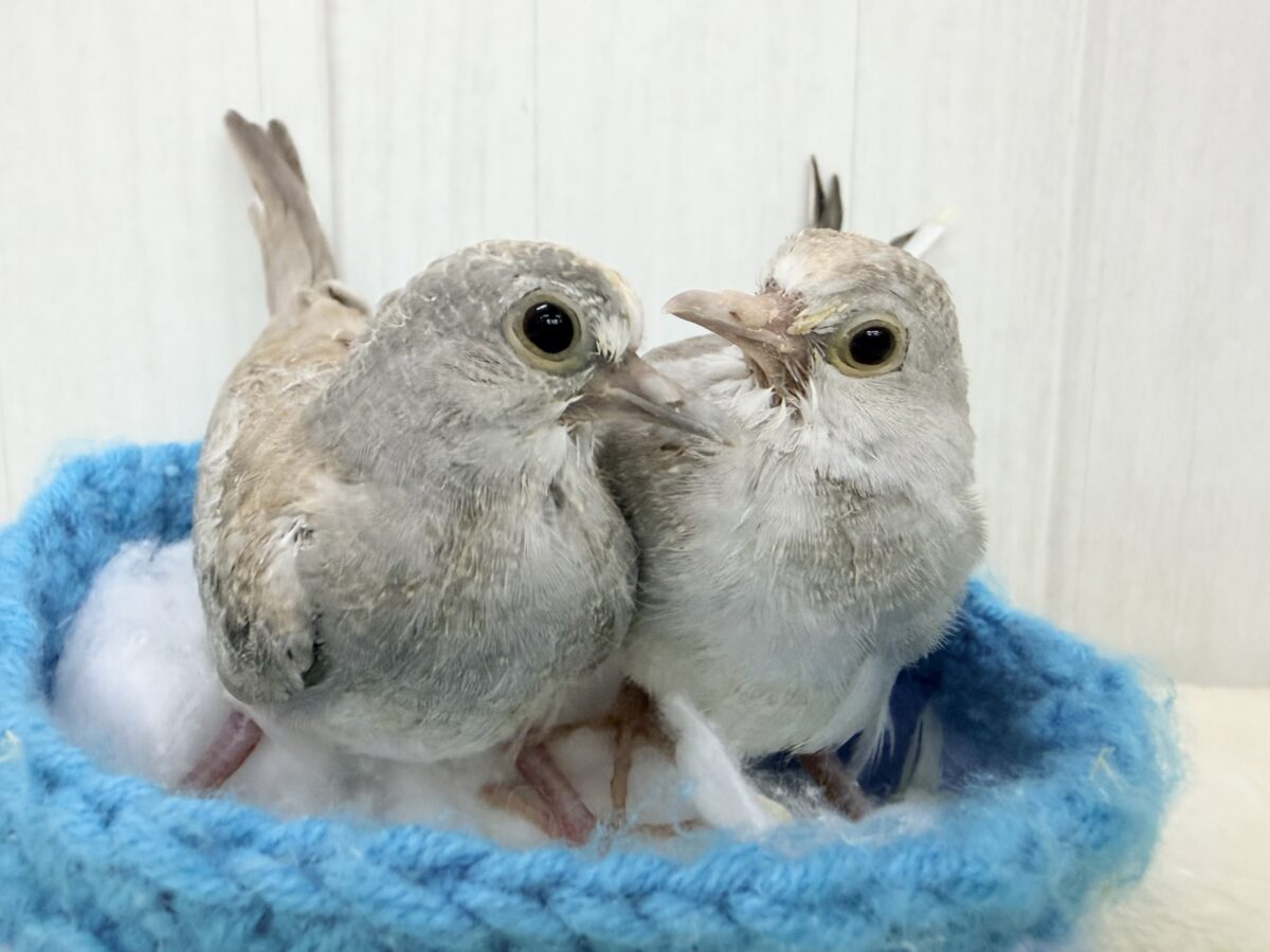 世界最小の鳩🕊🌈うすゆき鳩のヒナ入荷しました❤️