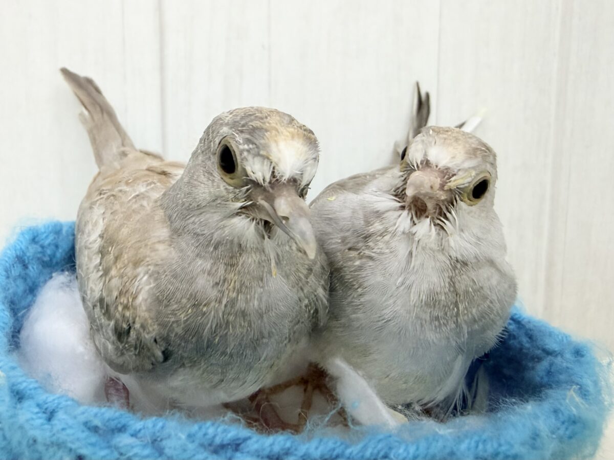 ウスユキバト
