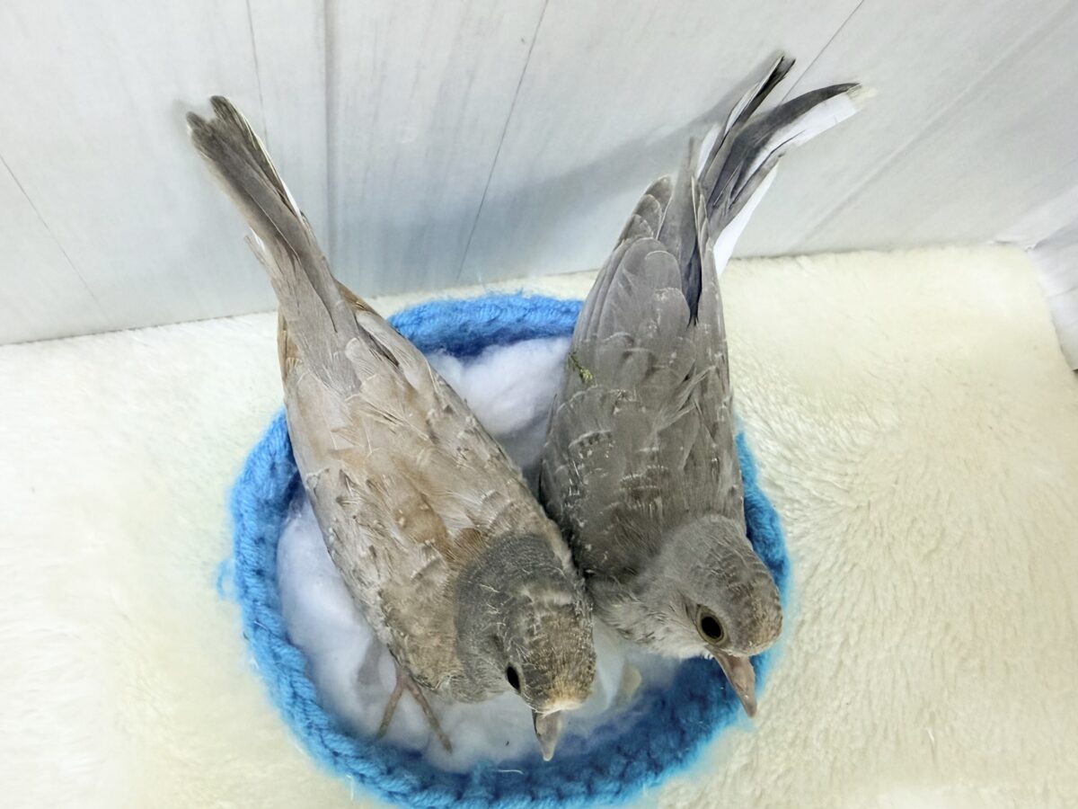 ウスユキバト