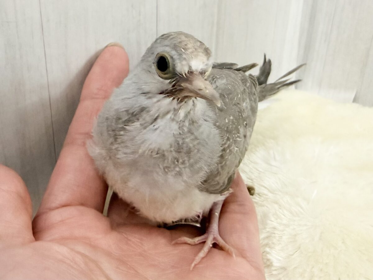 ウスユキバト