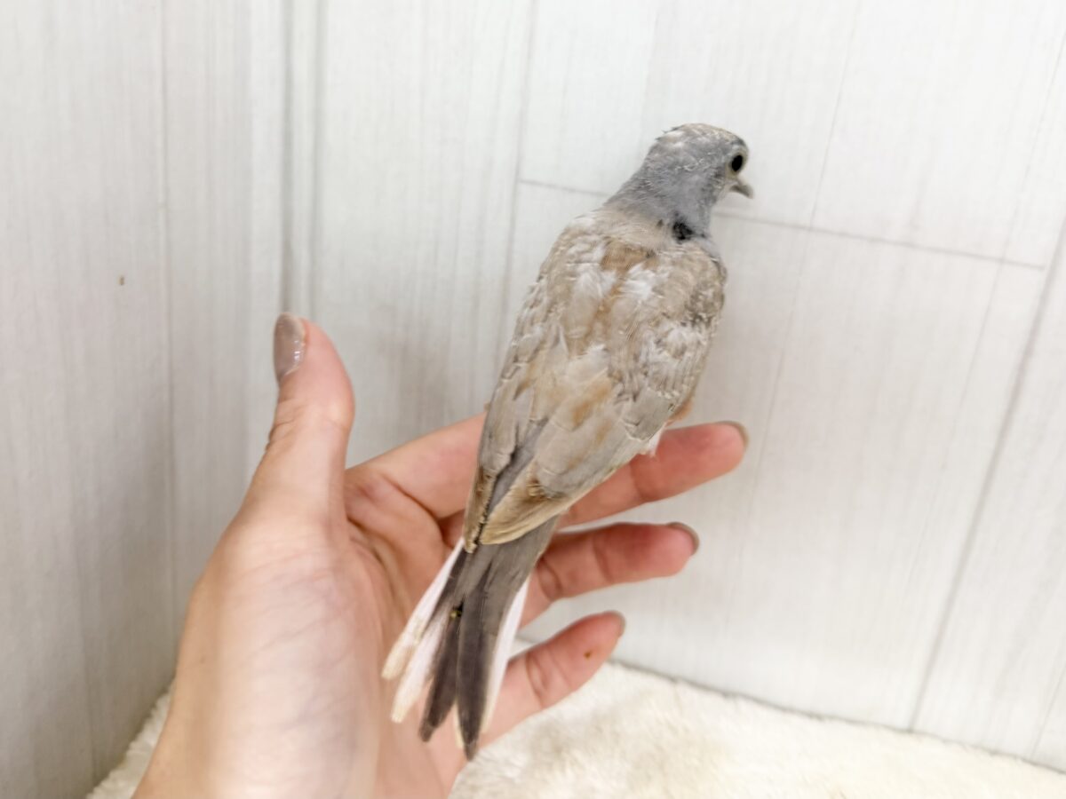 ウスユキバト