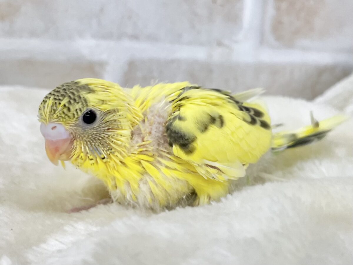 セキセイインコ
