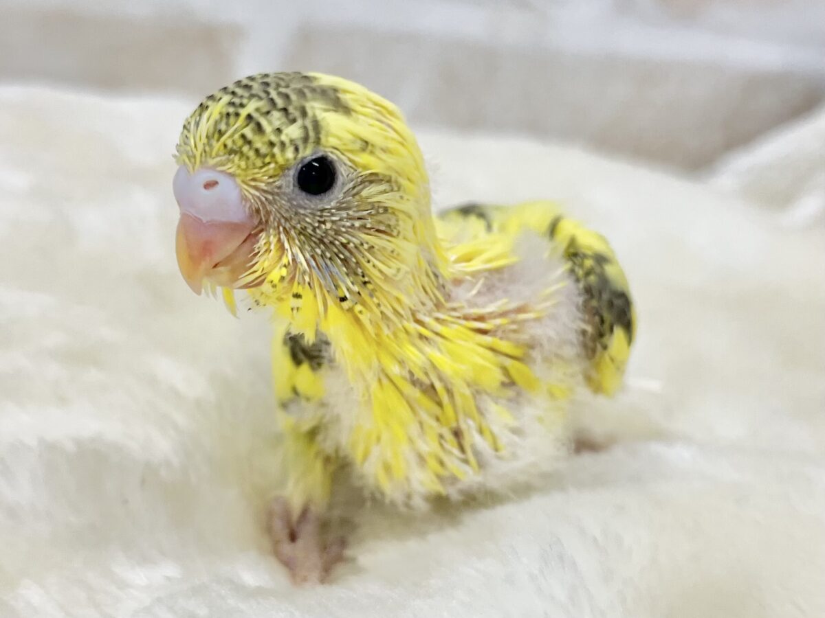 セキセイインコ
