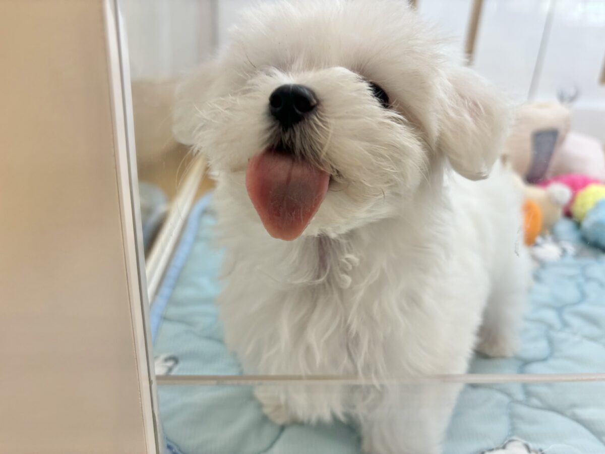 マルチーズ