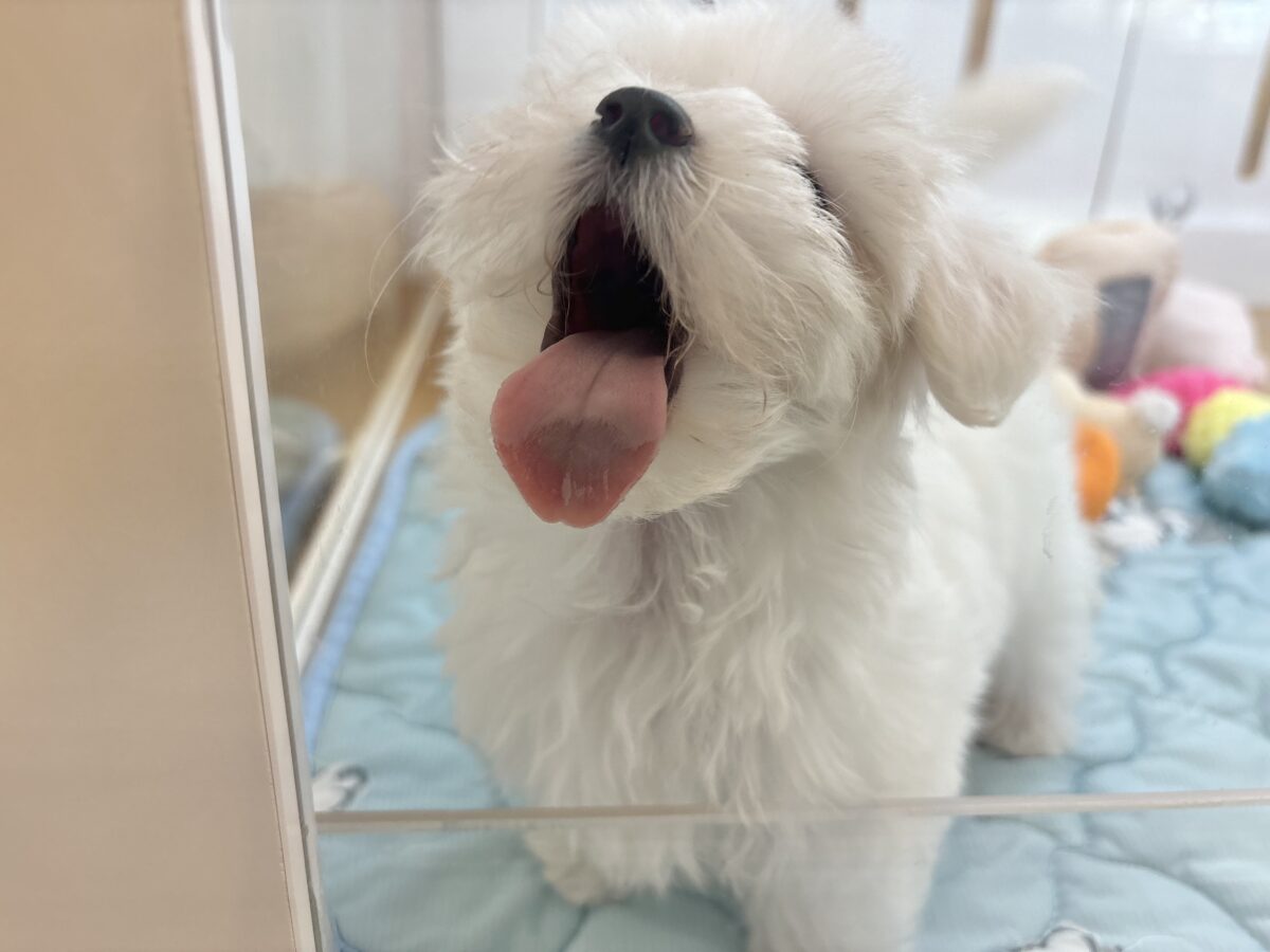 マルチーズ
