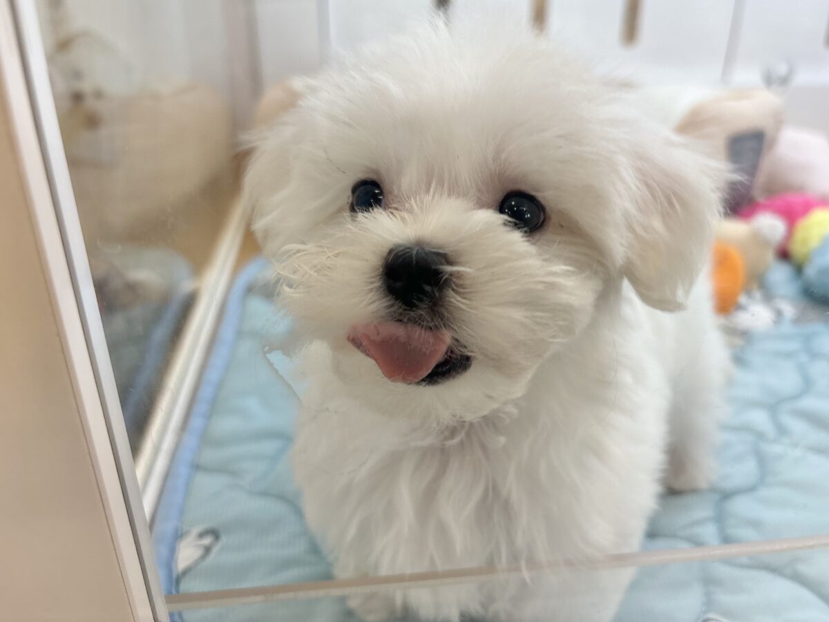 マルチーズ