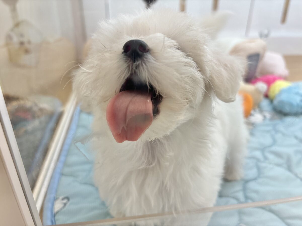マルチーズ
