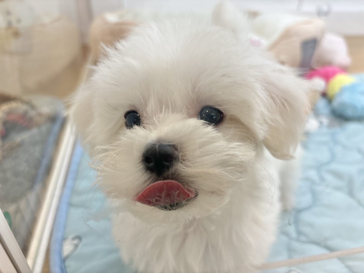 マルチーズ