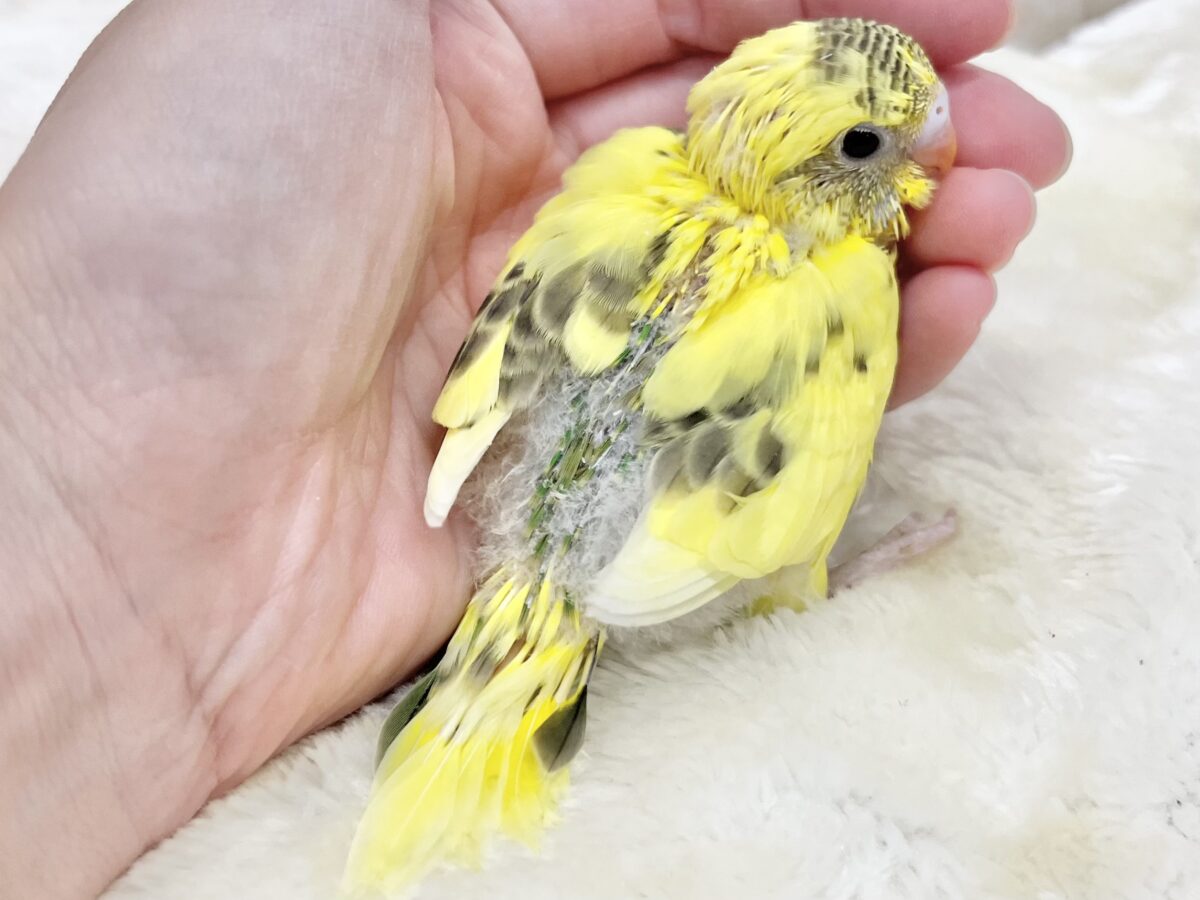 セキセイインコ