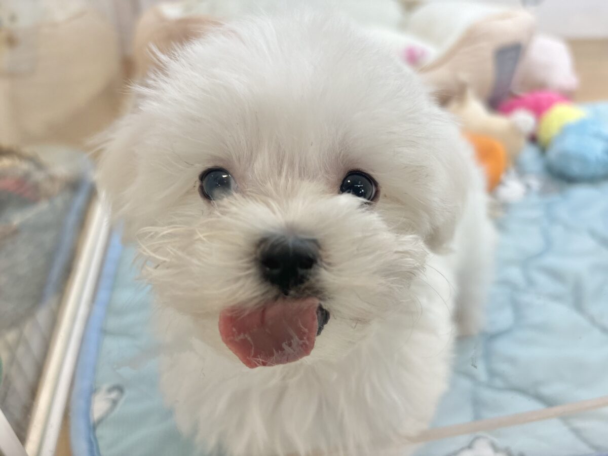 マルチーズ