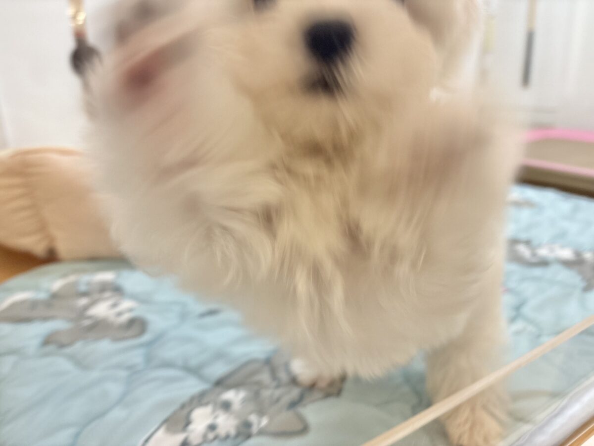 マルチーズ