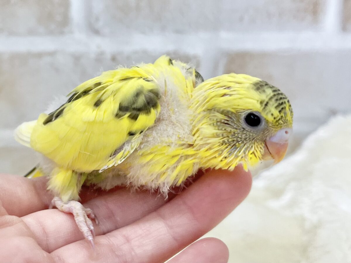 セキセイインコ