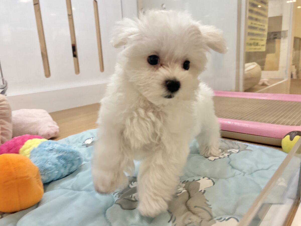 マルチーズ