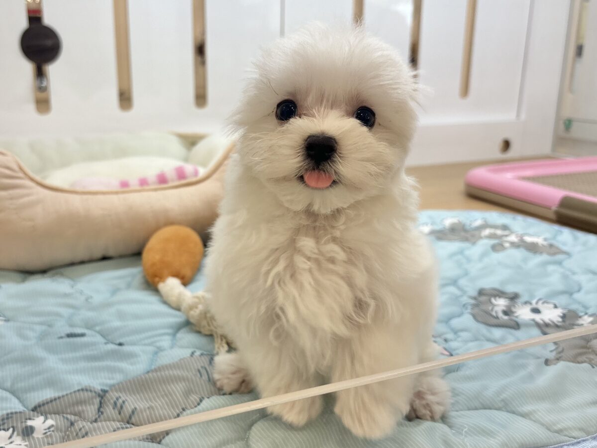 マルチーズ