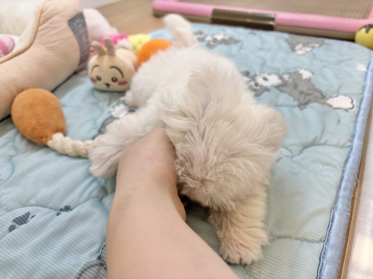 マルチーズ