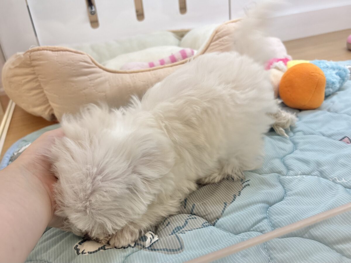マルチーズ