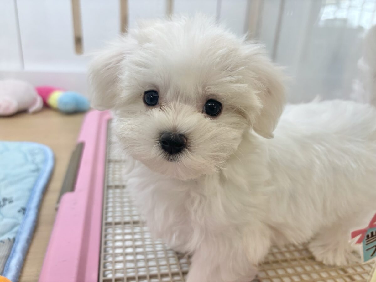 私の名前はかわいいなの〜？マルチーズちゃん！