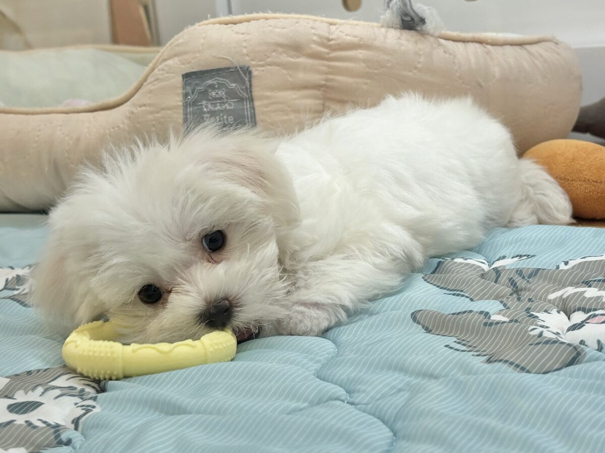 マルチーズ