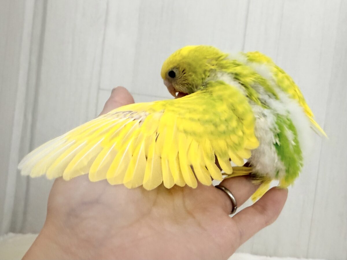 セキセイインコ
