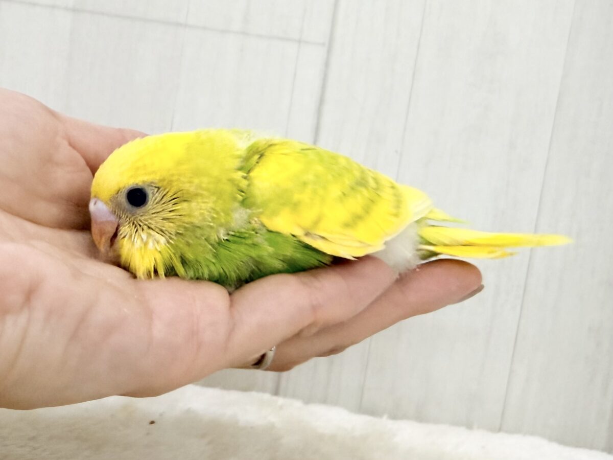 セキセイインコ