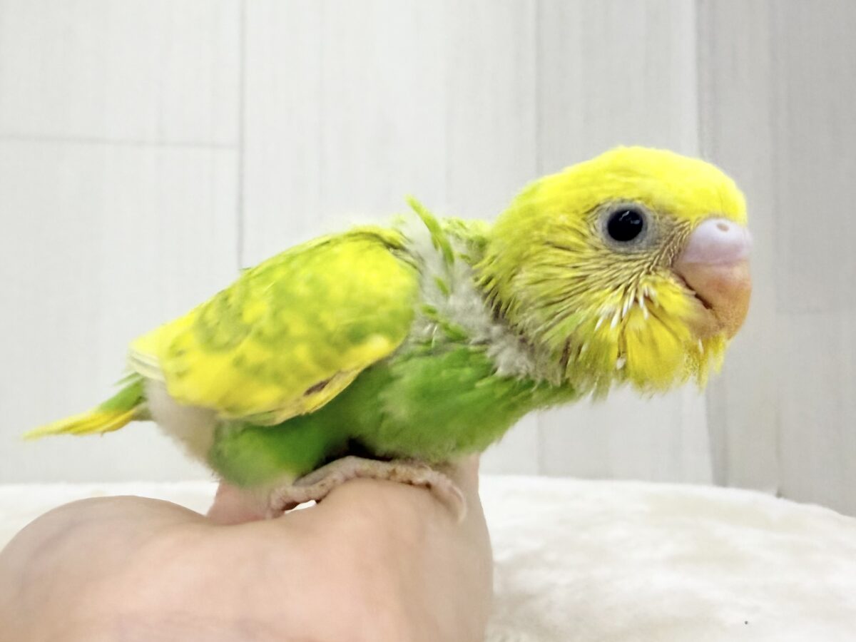 セキセイインコ