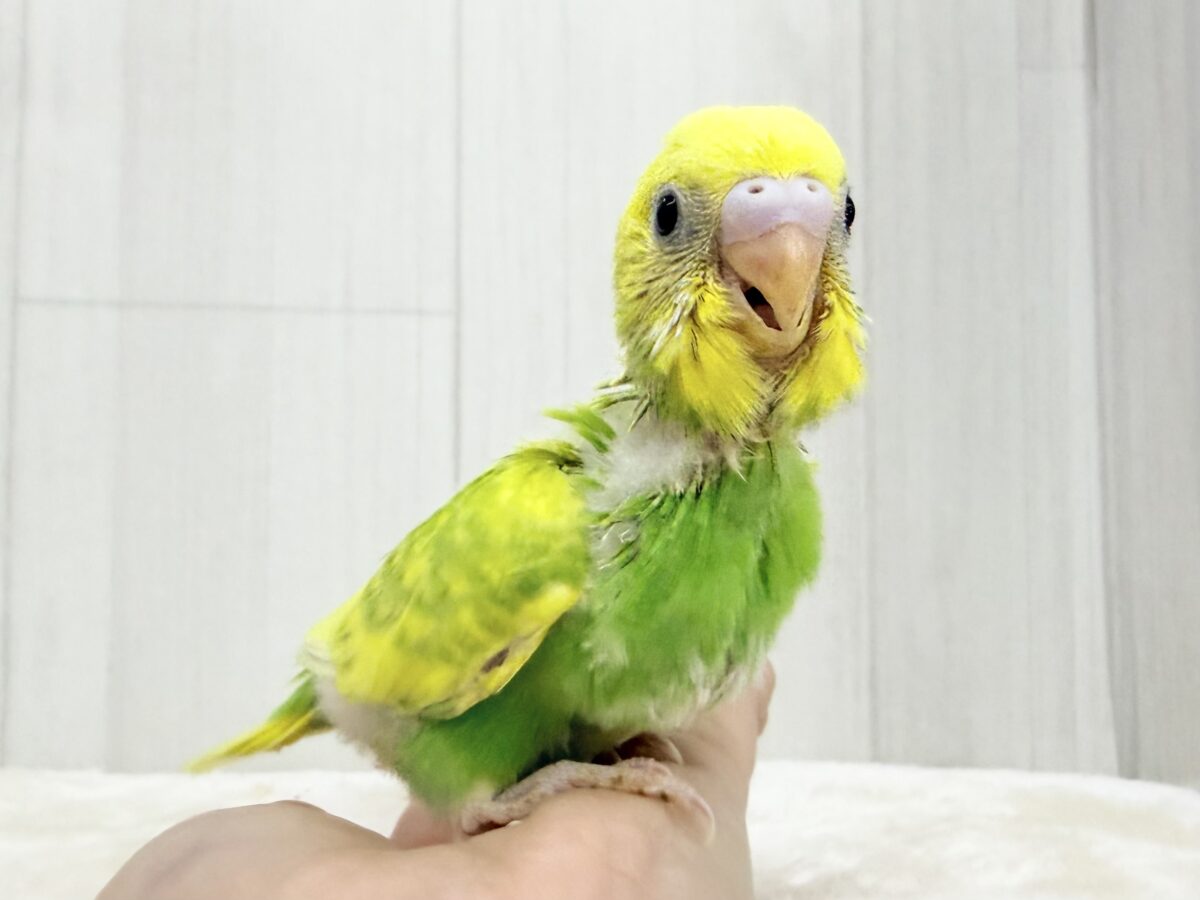 ピチピチ💕︎若々しいビタミンカラー🍋セキセイインコのヒナ(グリーンスパングル)入荷しました❤️