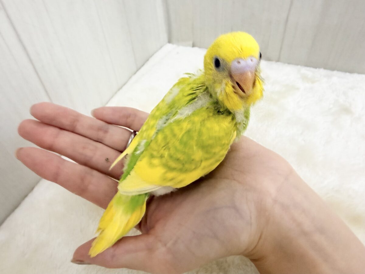 セキセイインコ