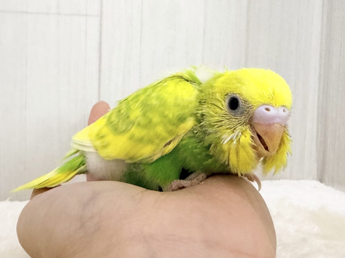 セキセイインコ
