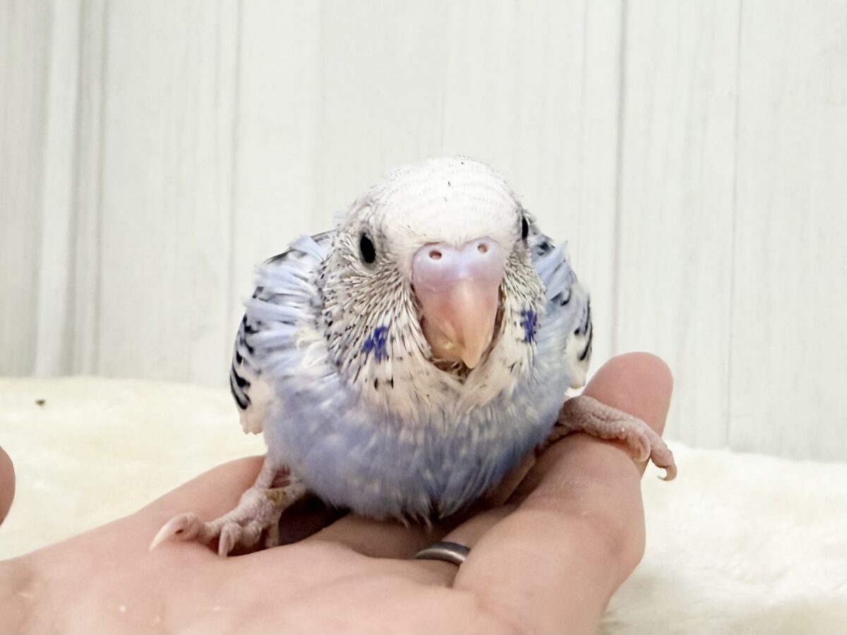 人気カラー登場🦋✨️セキセイインコのヒナ(ブルーパイド)入荷しました❤️