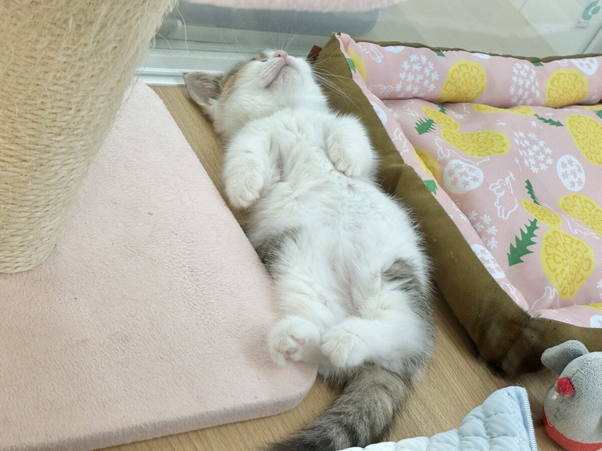 マンチカン
