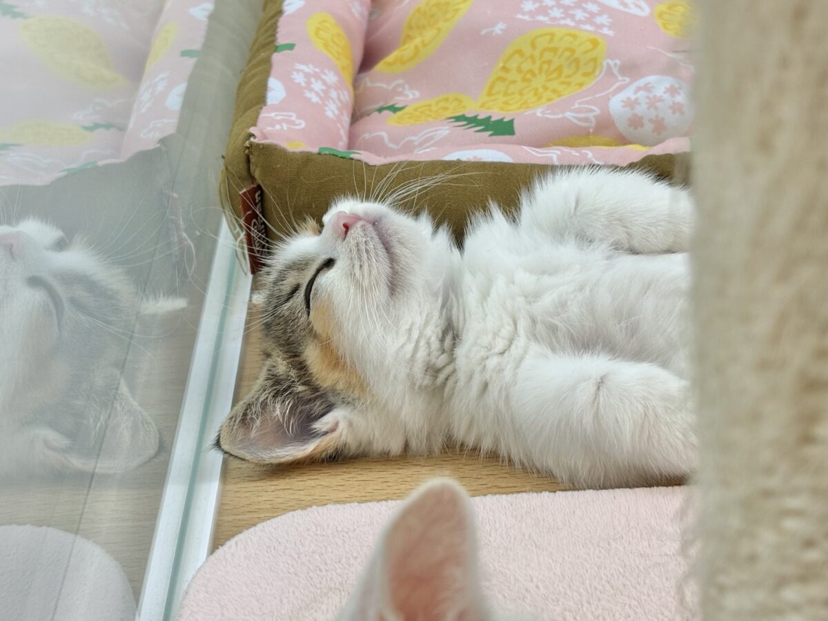 マンチカン
