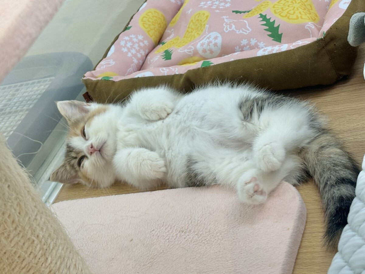 マンチカン