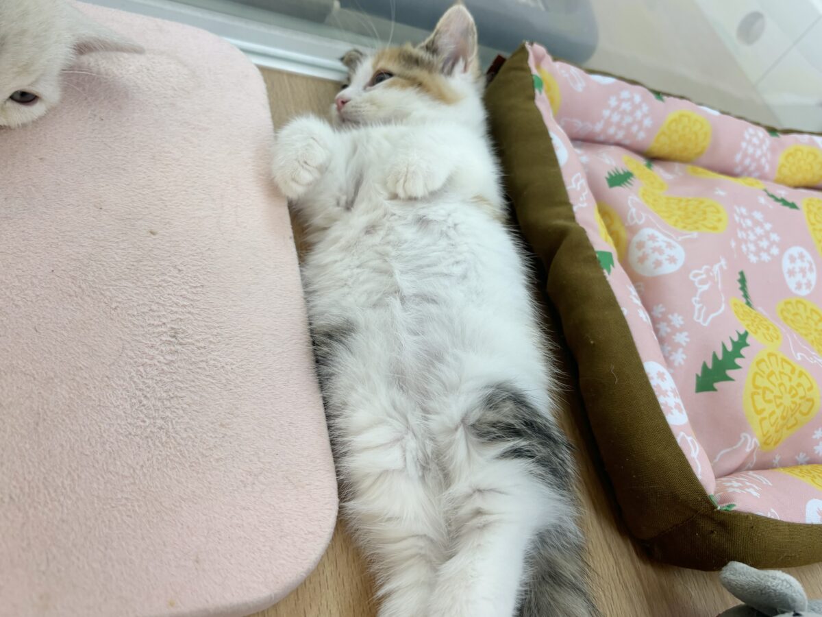 マンチカン