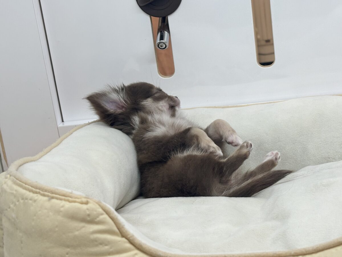 チワワ