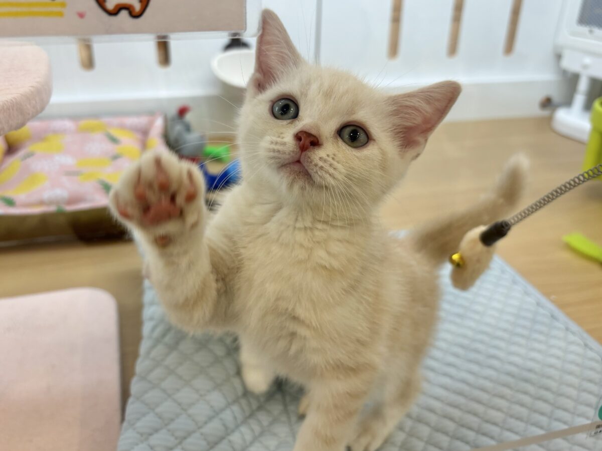 アメリカンショートヘア
