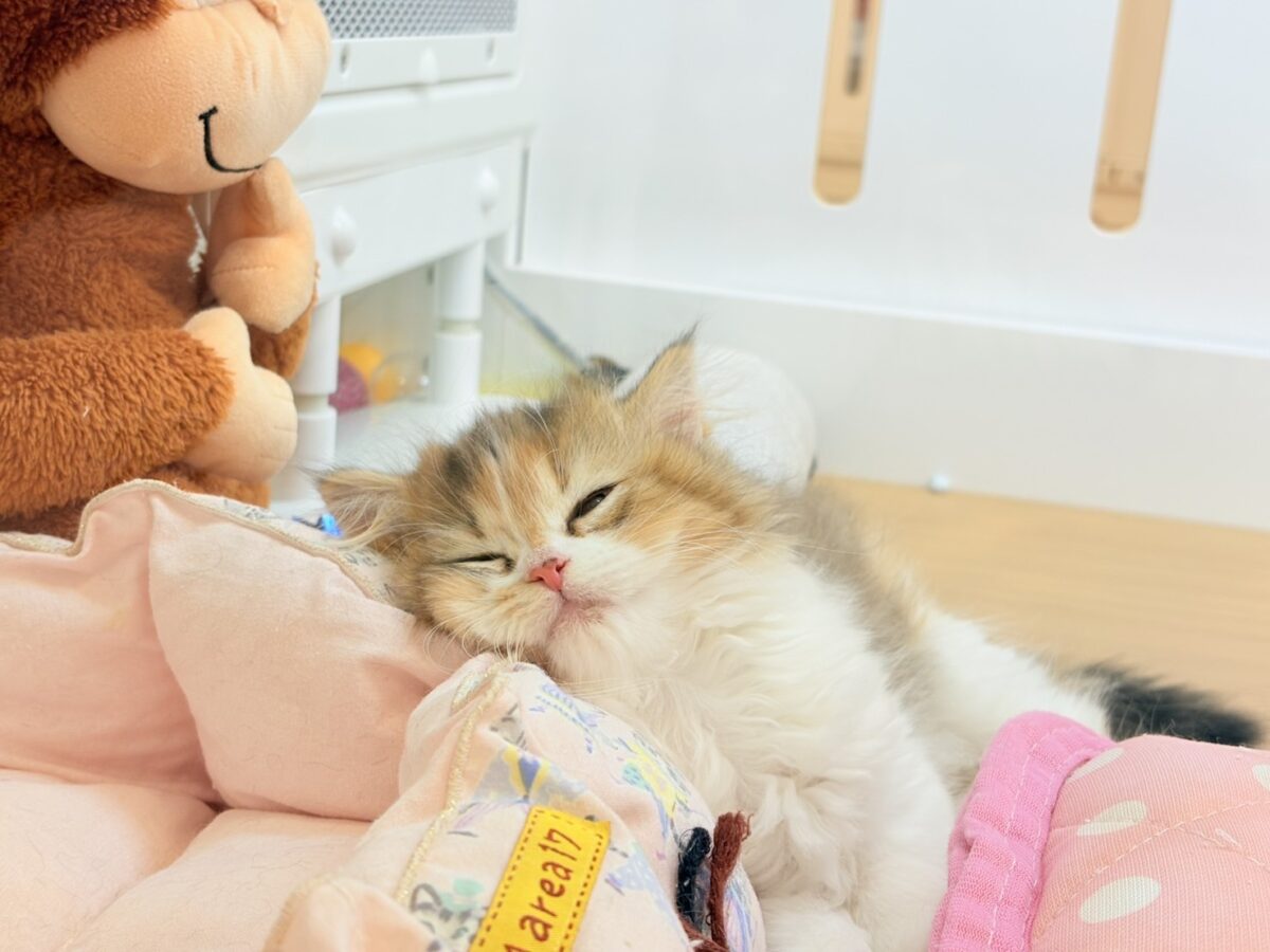ブリティッシュショートヘア