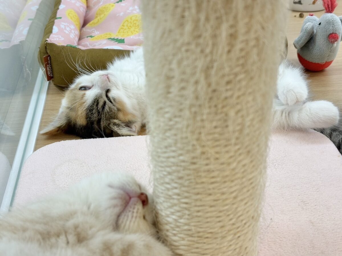 マンチカン