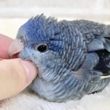 【🆙最新画像あり‼️】もふもふむちむち💕✨　サザナミインコ（コバルト）