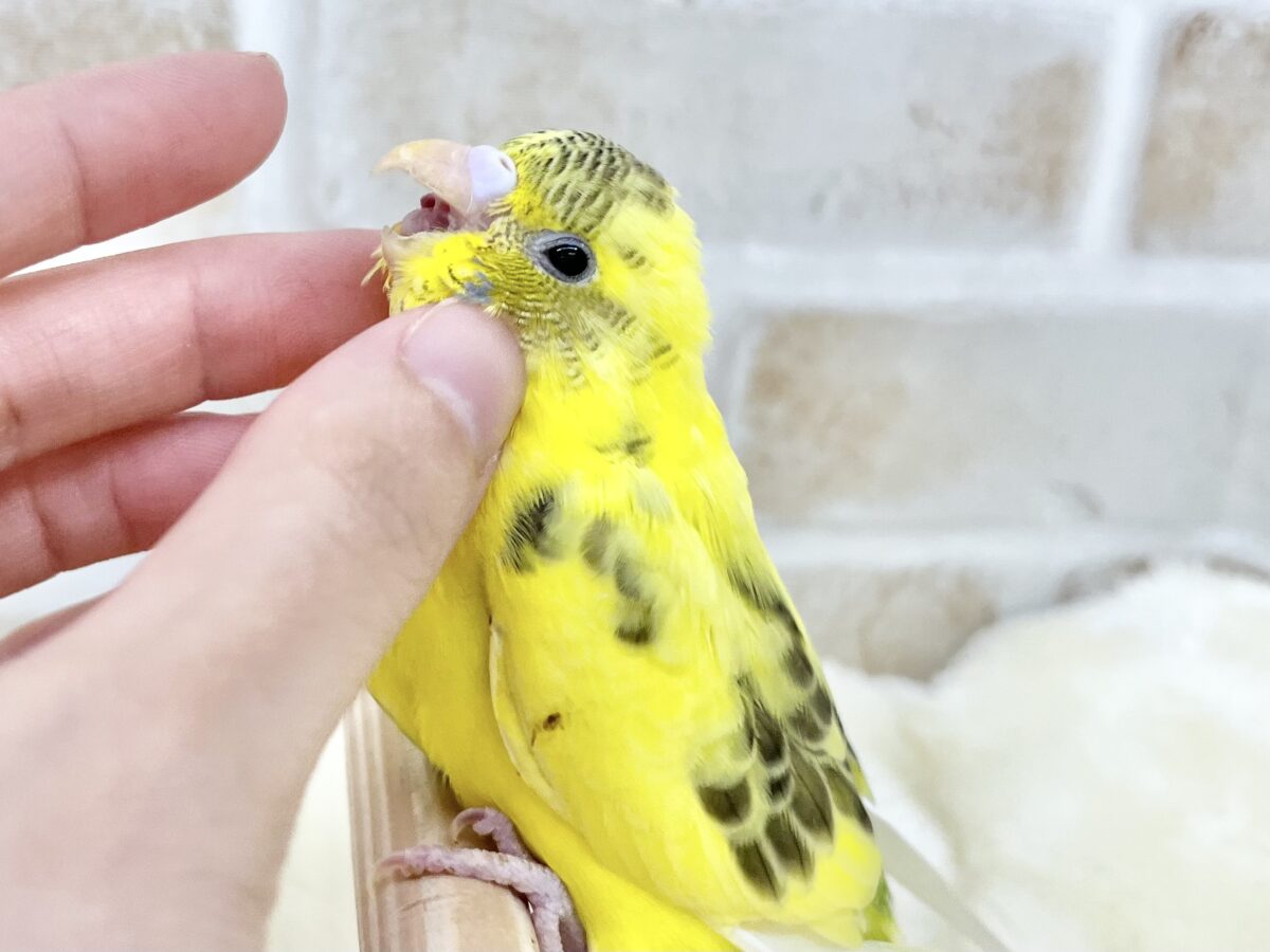 セキセイインコ