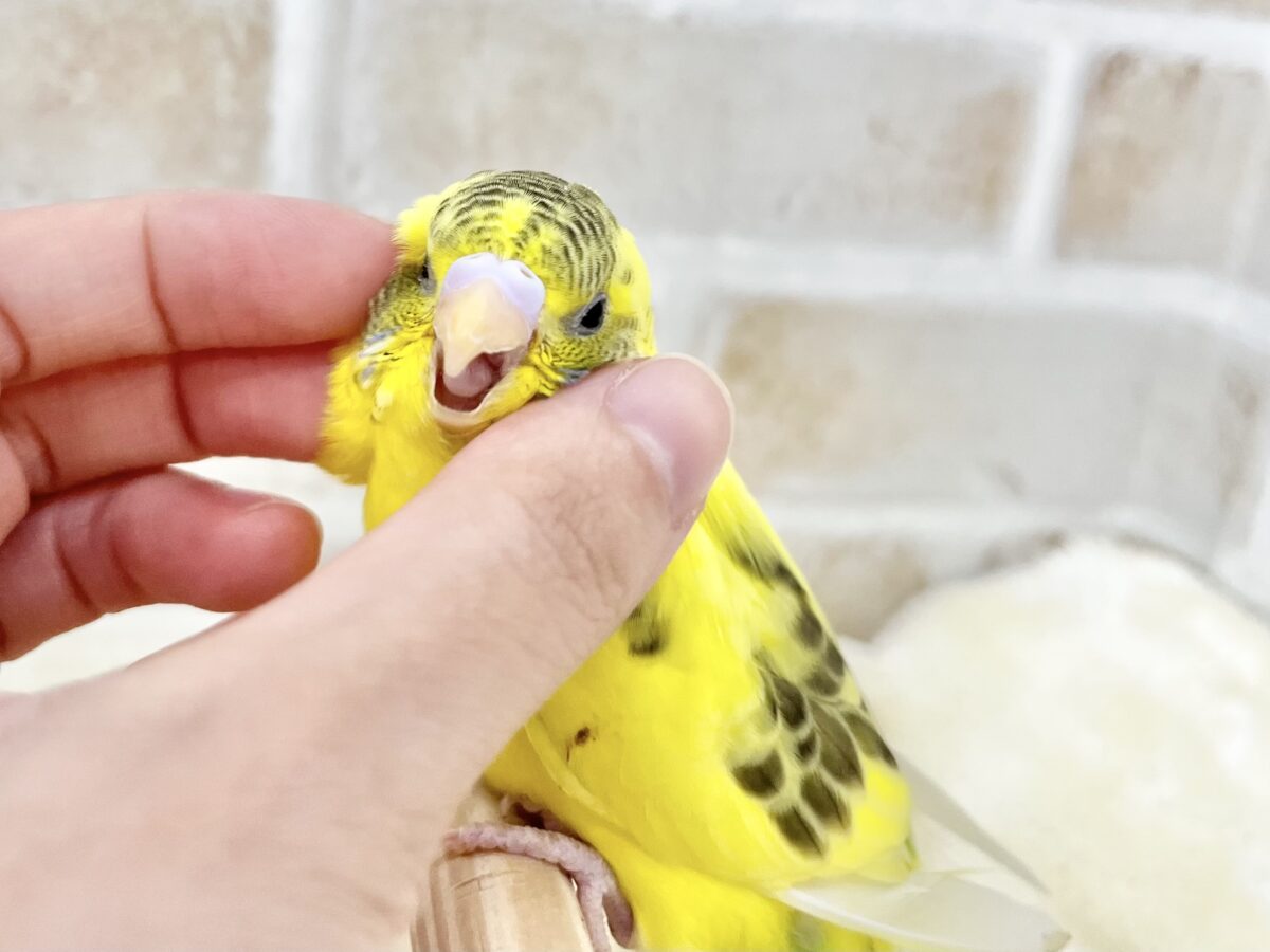 セキセイインコ