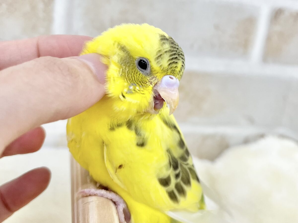 セキセイインコ
