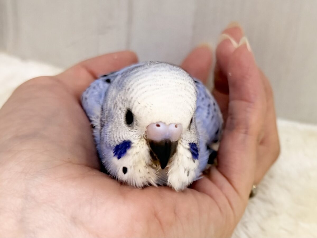 口ばしが真っ黒け〜のセキセイインコのヒナ(ブルーオパーリン)入荷しました❤️