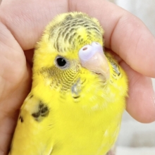 【🆙最新画像あり‼️】ツンデレちゃん😘💕　セキセイインコ（ハルクイン）
