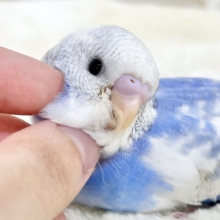 【🆙最新画像あり‼️】まるまるどっしりボディ☁️🩵　セキセイインコ（ブルースパングルパイド）